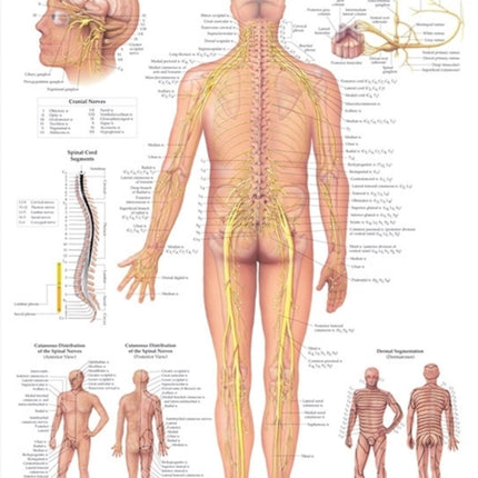 The Spinal Nerves Anatomical Chart