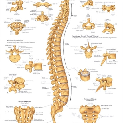 The Vertebral Column Anatomical Chart