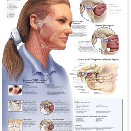 Temporomandibular Joint (TMJ) Anatomical Chart