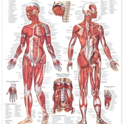 The Female Muscular System Anatomical Chart