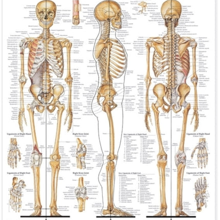 The Skeletal System Anatomical Chart