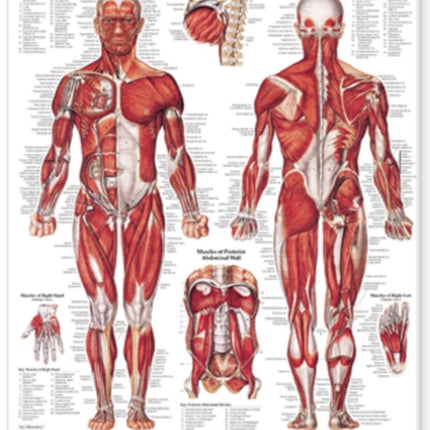 The Muscular System Anatomical Chart