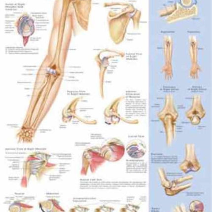 Shoulder and Elbow Anatomical Chart