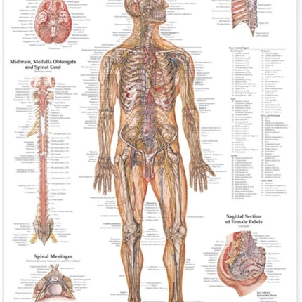 The Nervous System Anatomical Chart