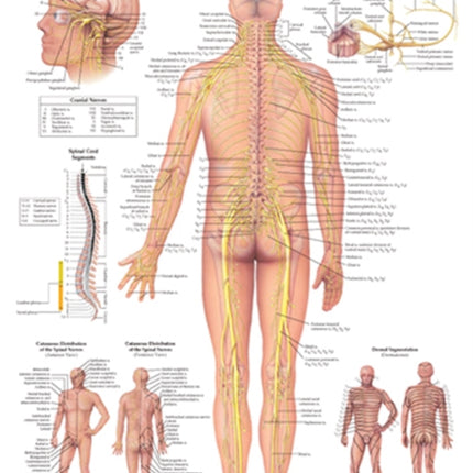 The Spinal Nerves Anatomical Chart