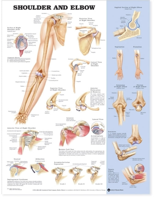 Shoulder and Elbow Anatomical Chart