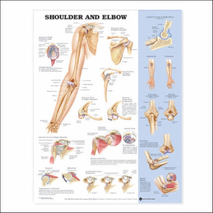 Shoulder and Elbow Anatomical Chart