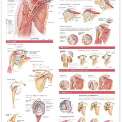 Anatomy and Injuries of the Shoulder Anatomical Chart