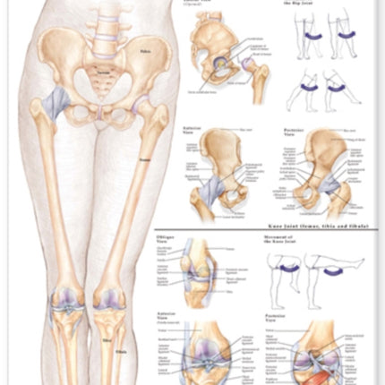 Hip and Knee Anatomical Chart