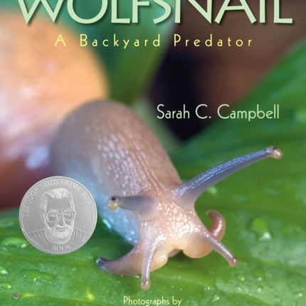 Wolfsnail: A Backyard Predator