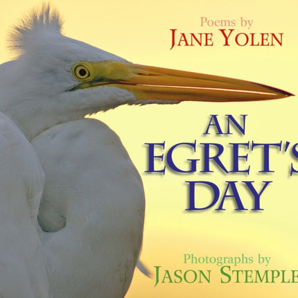 An Egret's Day