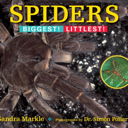 Spiders: Biggest! Littlest!