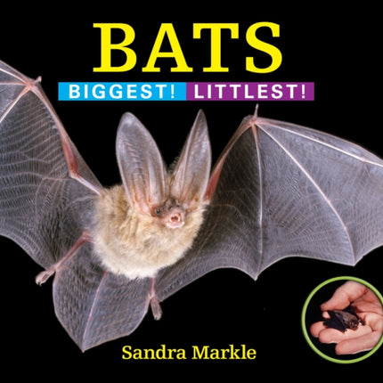 Bats: Biggest! Littlest!