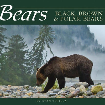 Bears: Black, Brown & Polar Bears