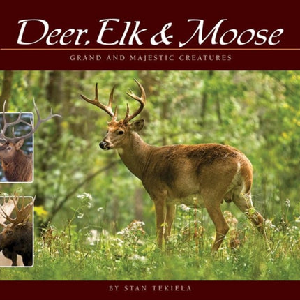 Deer, Elk & Moose: Grand and Majestic Creatures