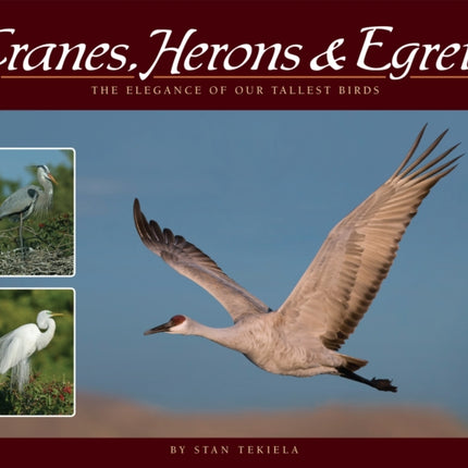 Cranes, Herons & Egrets: The Elegance of Our Tallest Birds