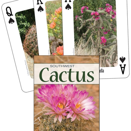 Cactus of the Southwest: Your Way to Easily Identify Cacti