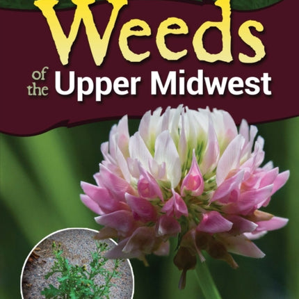 Common Backyard Weeds of the Upper Midwest