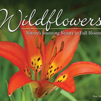 Wildflowers: Nature's Stunning Beauty on Display