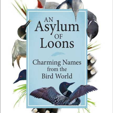 An Asylum of Loons: Charming Names from the Bird World