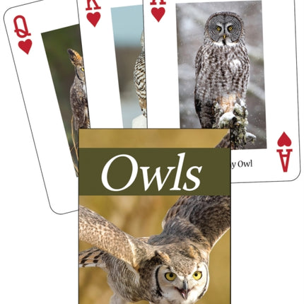 Owls Playing Cards