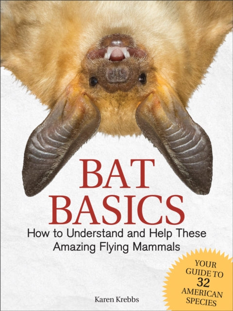 Bat Basics: How to Understand and Help These