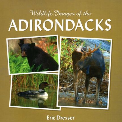 Wildlife Images Of The Adirondacks