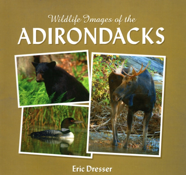 Wildlife Images Of The Adirondacks