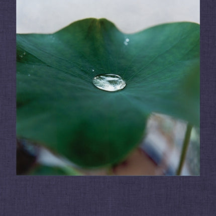 Rinko Kawauchi: Illuminance: The Tenth