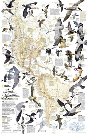 Bird Migration, Western Hemisphere, Laminated: Wall Maps History & Nature