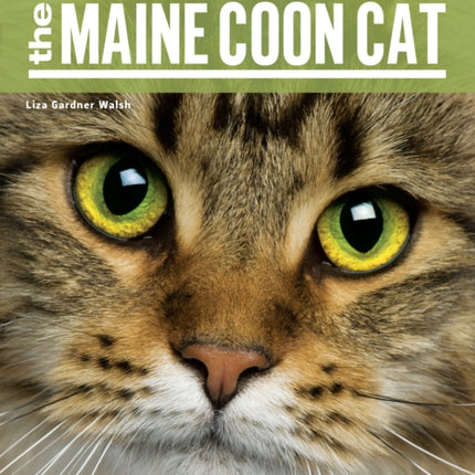 The Maine Coon Cat