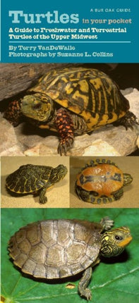 Turtles in Your Pocket: A Guide to Freshwater and