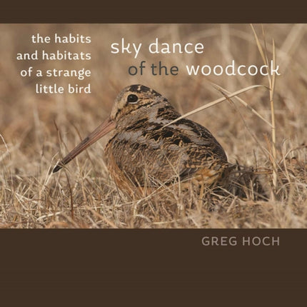 Sky Dance of the Woodcock: The Habits and