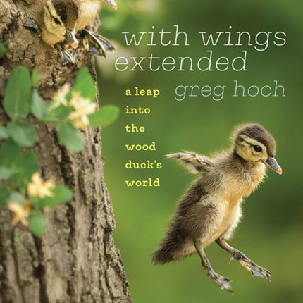 With Wings Extended: A Leap into the Wood Duck's