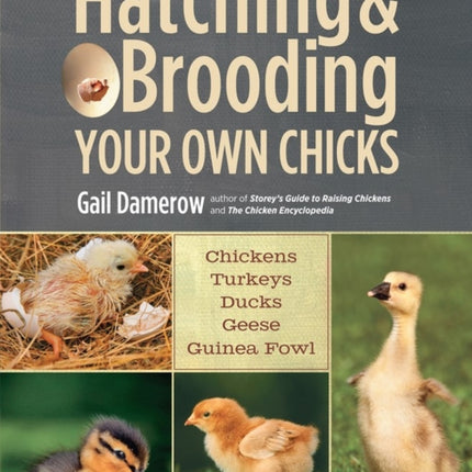 Hatching & Brooding Your Own Chicks: Chickens, Turkeys, Ducks, Geese, Guinea Fowl