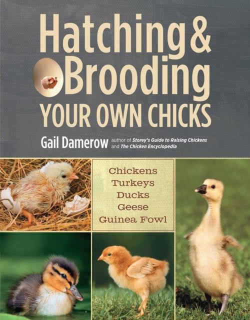 Hatching & Brooding Your Own Chicks: Chickens, Turkeys, Ducks, Geese, Guinea Fowl