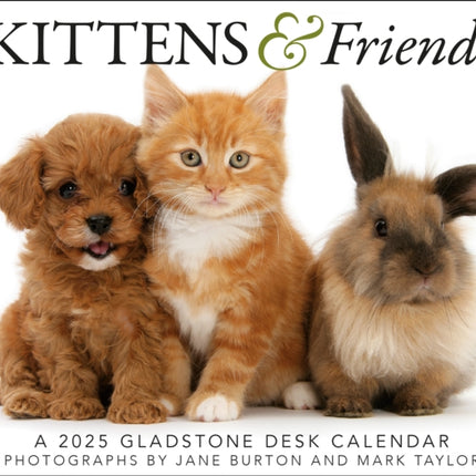 Kittens  Friends Box Calendar 2025