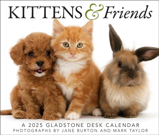 Kittens  Friends Box Calendar 2025