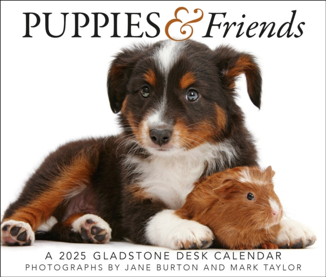 Puppies  Friends Box Calendar 2025