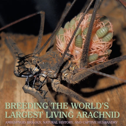 Breeding the World's Largest Living Arachnid: Amblypygid (Whipspider) Biology, Natural History, and Captive Husbandry