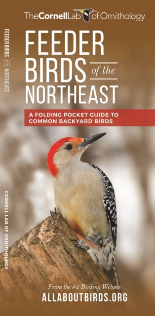 Feeder Birds of the Northeast: A Folding Pocket Guide to Common Backyard Birds