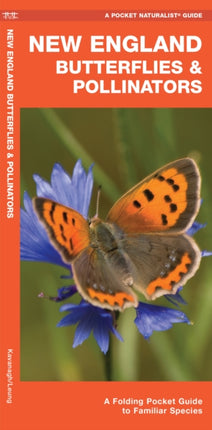 New England Butterflies & Pollinators: A Folding Pocket Guide to Familiar Species