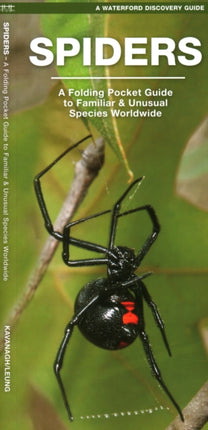 Spiders: A Folding Pocket Guide to Familiar Species Worldwide