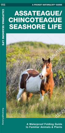 Assateague/Chincoteague Seashore Life: A Waterproof Folding Guide to Familiar Animals & Plants