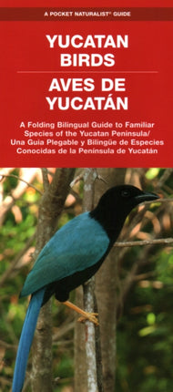 Yucatan Birds/Aves de Yucatan: A Folding Pocket Guide to Familiar Species/Una Guia Plegable Portatil de Especies Conocidas