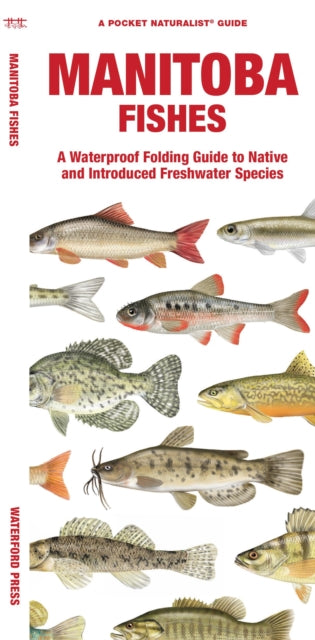 Manitoba Fishes: A Waterproof Folding Guide to Native and Introduced Freshwater Species