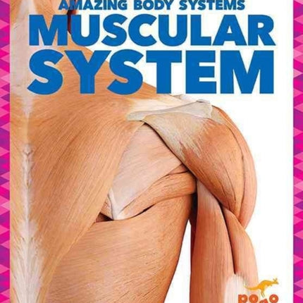 Muscular System