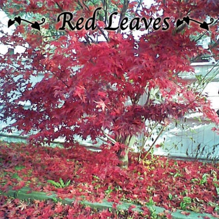 Red Leaves