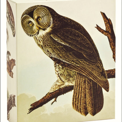 Audubon Owls QuickNotes