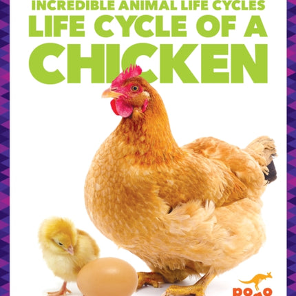 Life Cycle of a Chicken